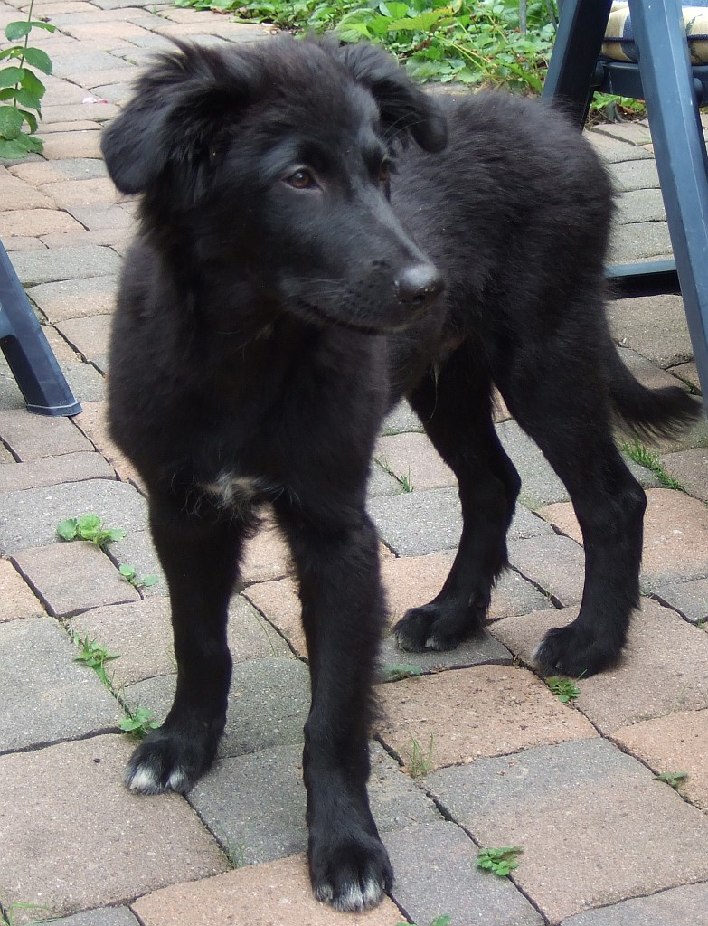 Bronco als Welpe